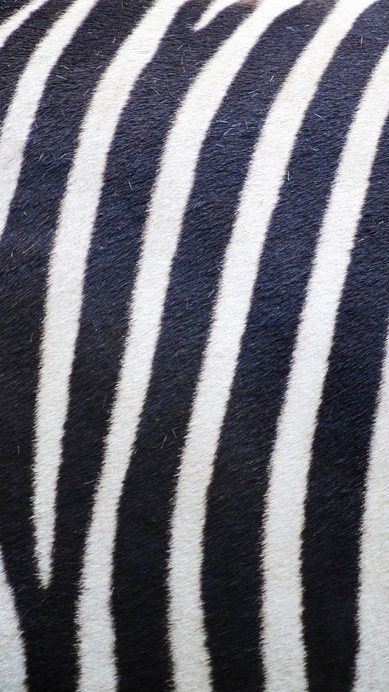 Zebra pattern phone wallpaper, abstract background