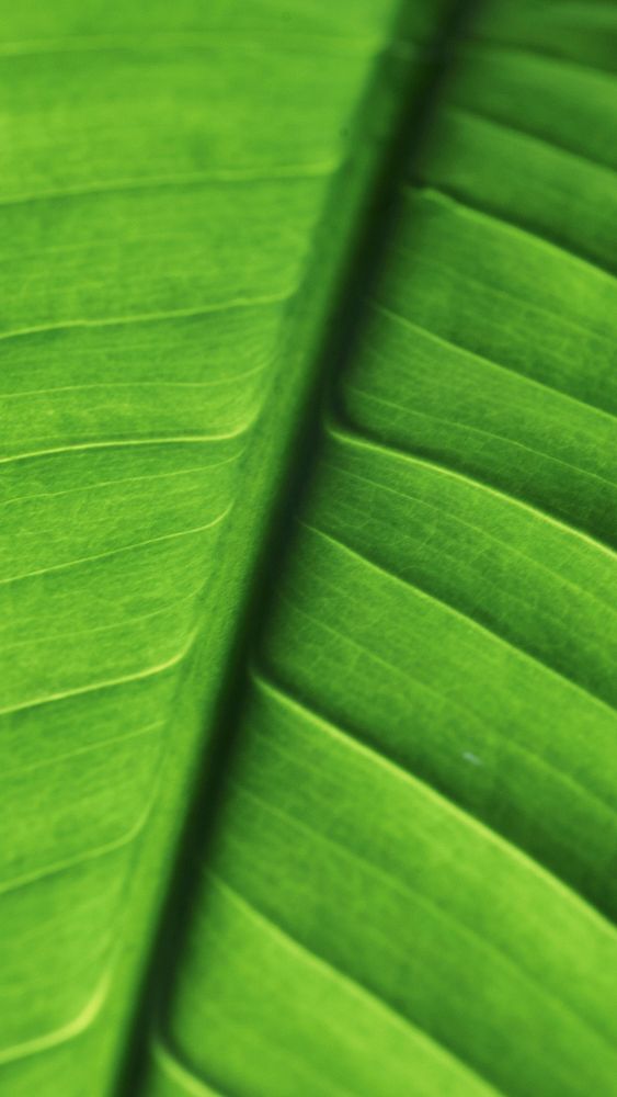Green leaf texture mobile wallpaper, aesthetic high definition background