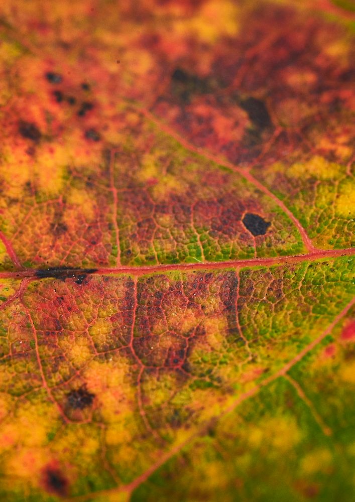 Autumn leaf macro, close up background, nature design