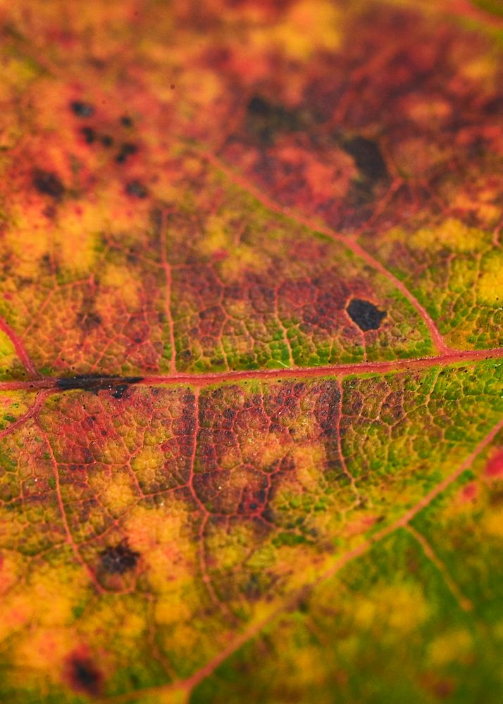 Autumn leaf texture, close up background