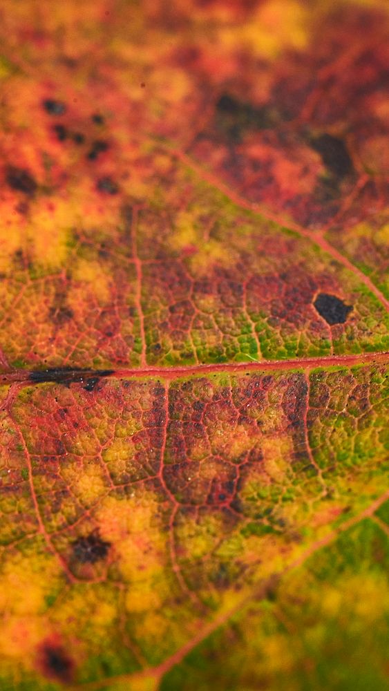 Autumn leaf texture phone wallpaper, high definition background
