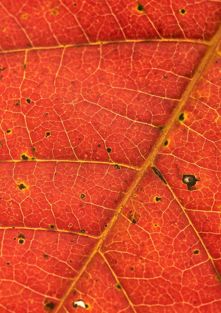 Foliage texture, autumn leaf background, botanical design