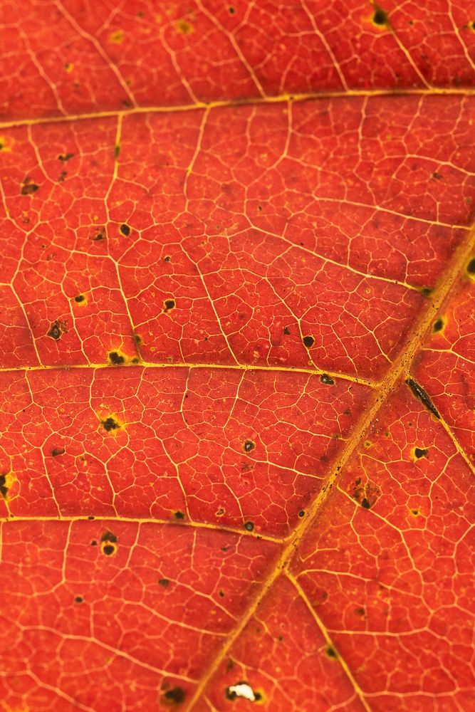 Autumn leaf texture, red background, nature design