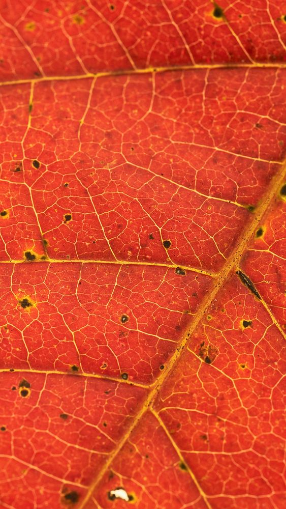Autumn leaf texture mobile wallpaper, aesthetic high definition background