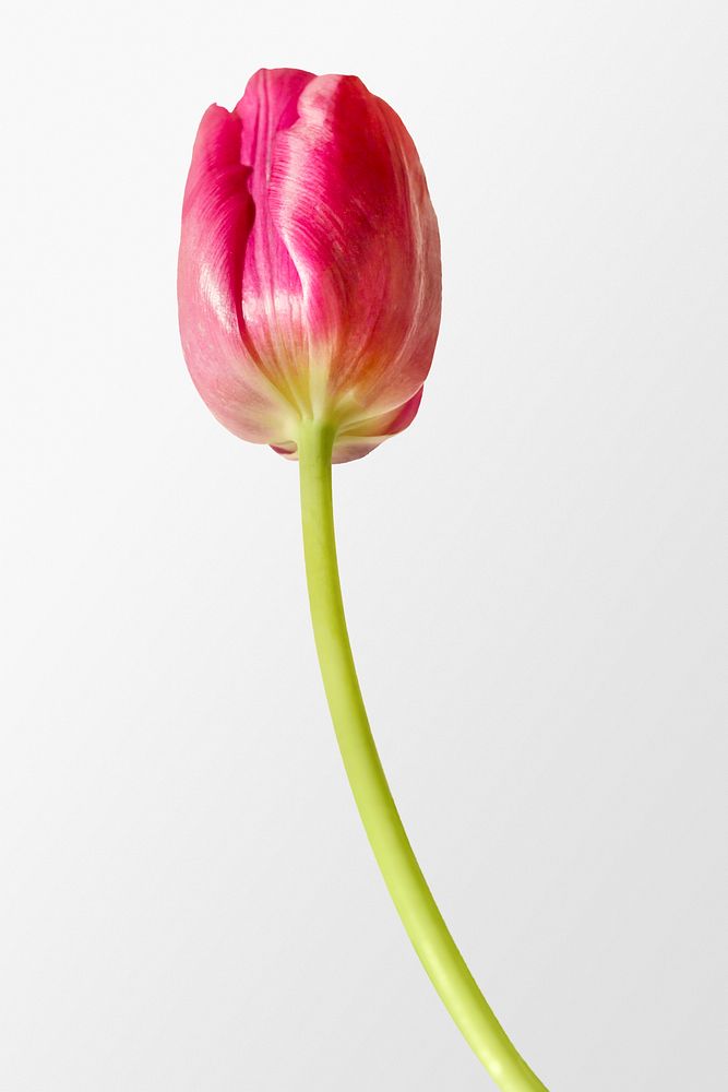 Pink tulip, spring flower clipart