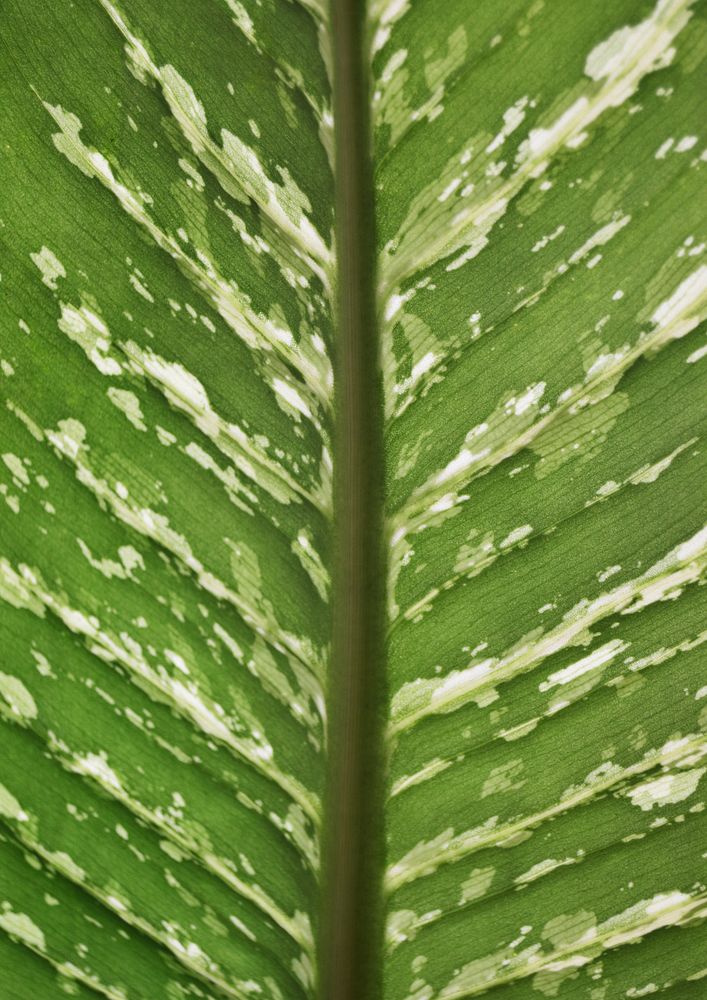 Nature leaf texture background, close up design
