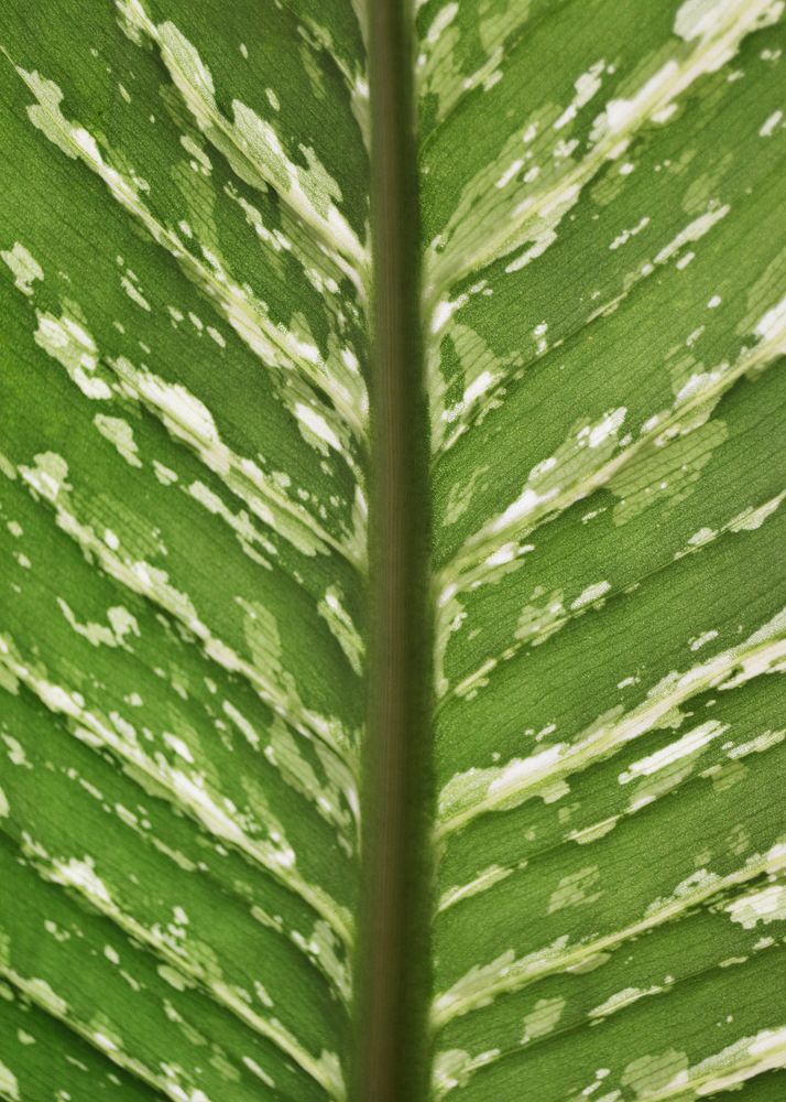 Green leaf texture, Alocasia Longiloba background, close up design