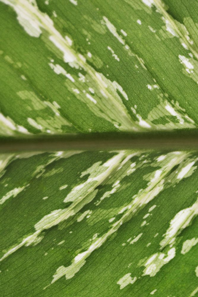 Green leaf close up background, botanical design
