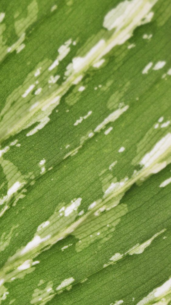 Green leaf texture mobile wallpaper, nature background