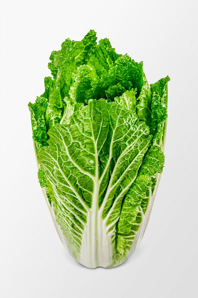 Cabbage vegetable clipart, fresh ingredient