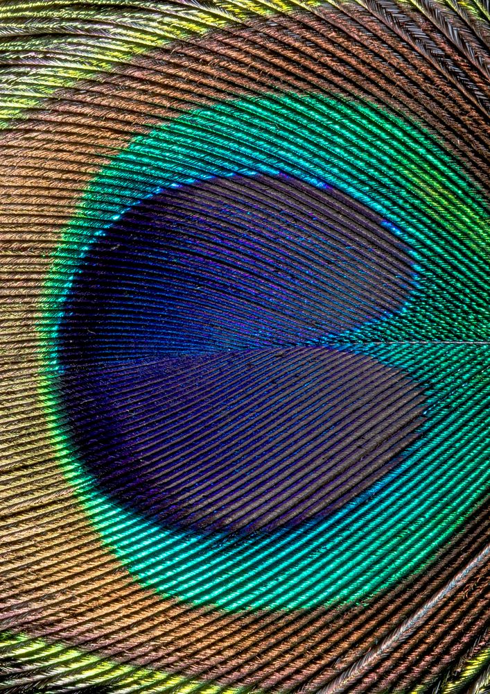 Peacock feather pattern, animal close up background