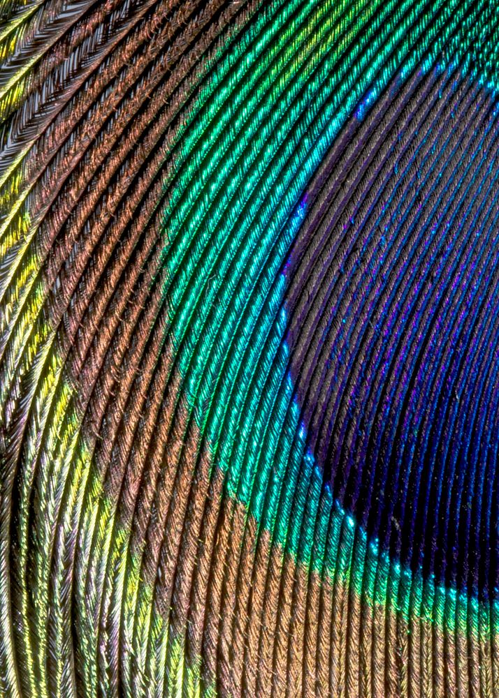 Peacock feather pattern, animal close up background