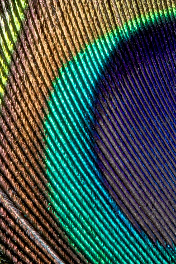 Peacock feather pattern, close up animal texture background