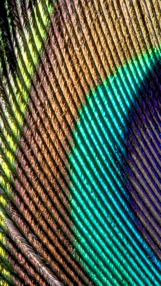 Peacock feather texture mobile wallpaper, aesthetic high definition background