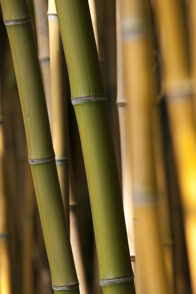 Free bamboo image, public domain plant CC0 photo.