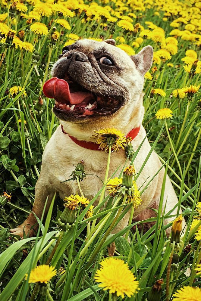 Free French bulldog in yellow flower portrait photo, public domain animal CC0 image.