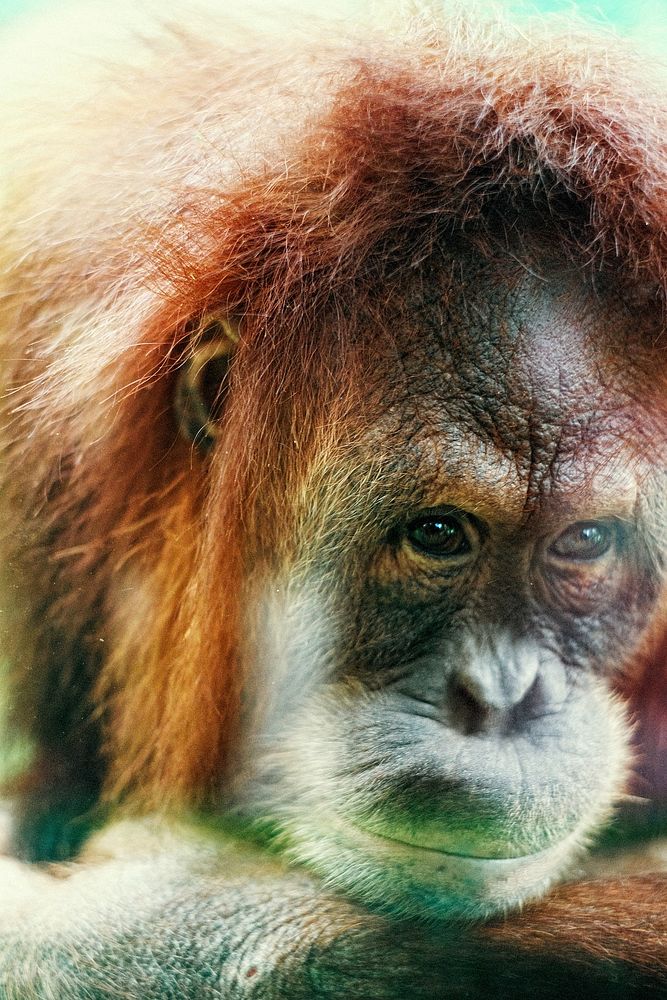 Free closeup on an orangutan photo, public domain CC0 image.