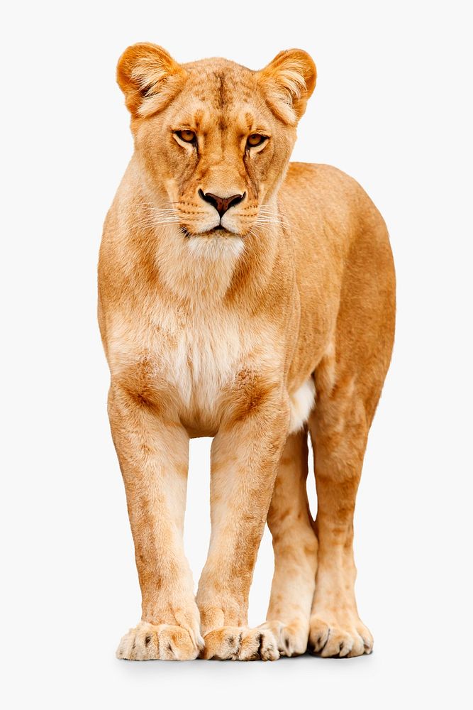 Female lion sticker, animal design psd