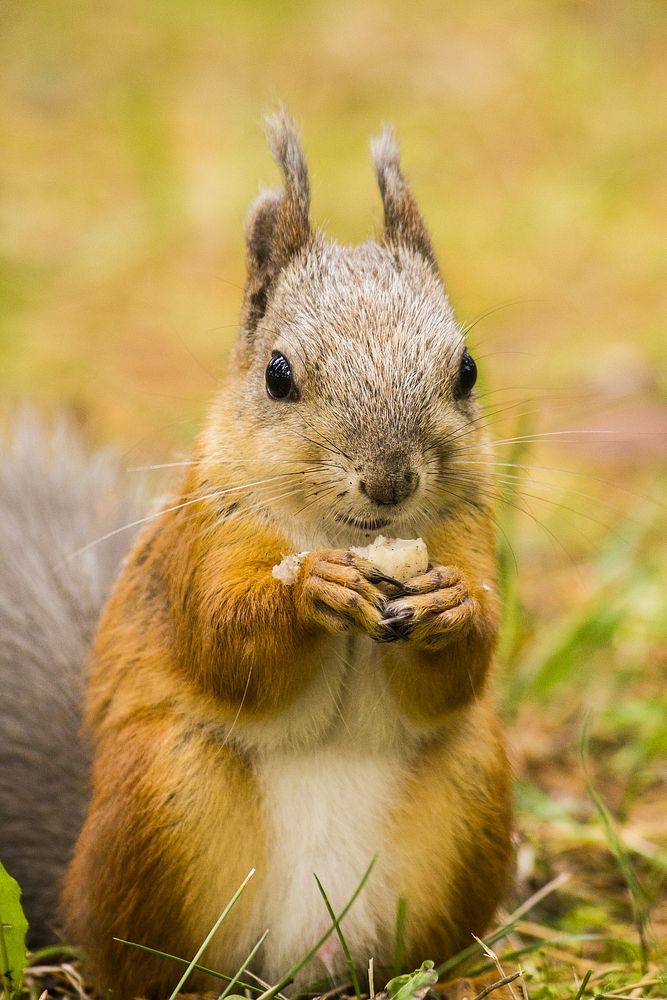 Free squirrel image, public domain animal CC0 photo.