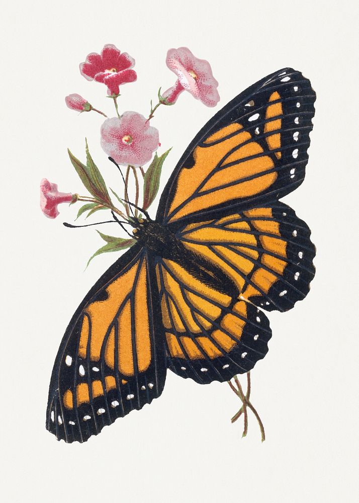 Vintage hand drawn butterfly and blooming flowers illustration