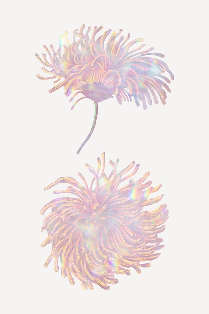 Pink holographic chrysanthemum flower design elements