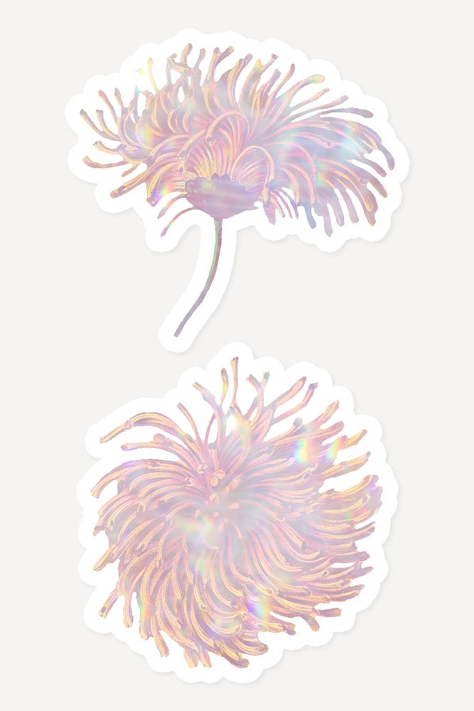 Pink holographic chrysanthemum flower sticker with white border