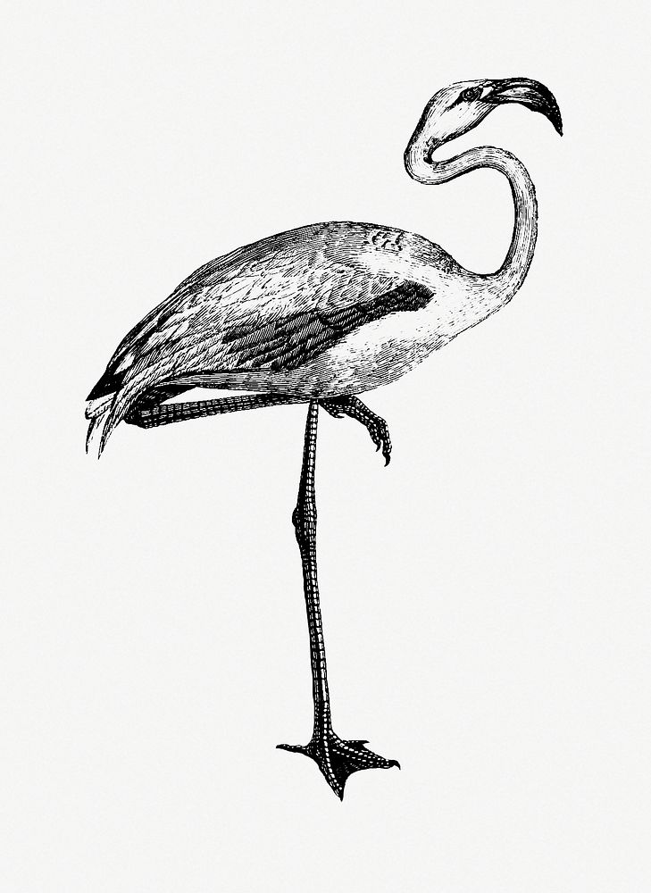 Flamingo from Voyages Dans les Deux Oc&eacute;ans Atlantique et Pacifique (1844) published by Eugène Delessert. Original…