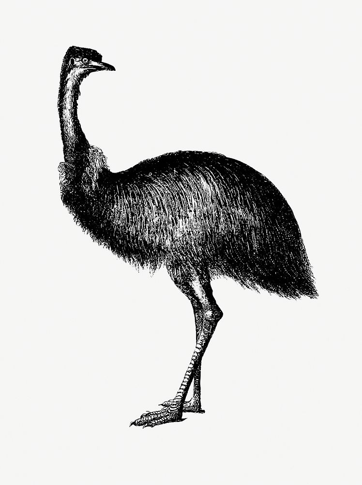 Cassowary from Adventures of a Gold-Digger (1856) published by John Sherer. Original from the British Library. Digitally…