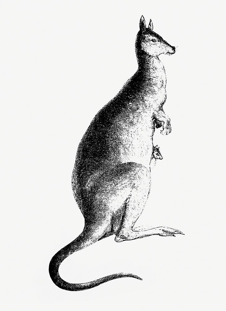 Drawing of kangaroo