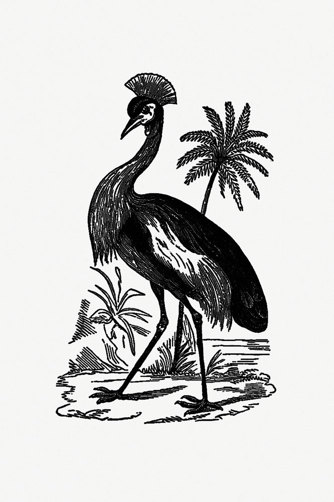 Crowned crane from Adventures in the far interior of South Africa; including a journey to Lake Ngami, and rambles in…