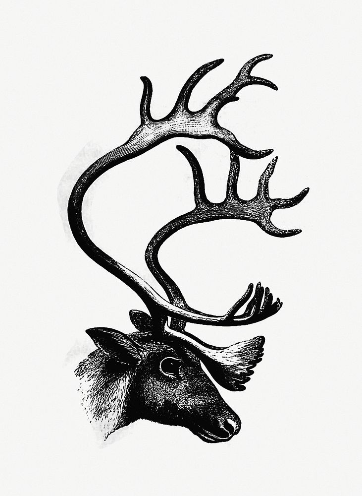 Deer from The Sportsman and Naturalist in Canada, or notes on the Natural History of the Game, Game Birds, and Fish of that…