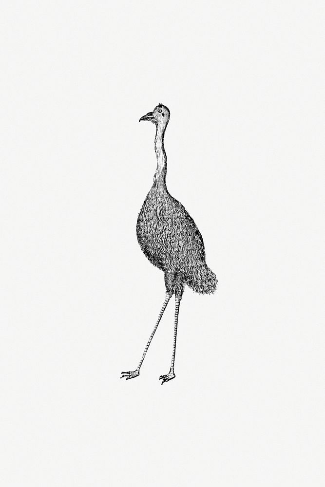 Emu from An Account of the English Colony in New South Wales (1804) published by David Collins. Original from the British…