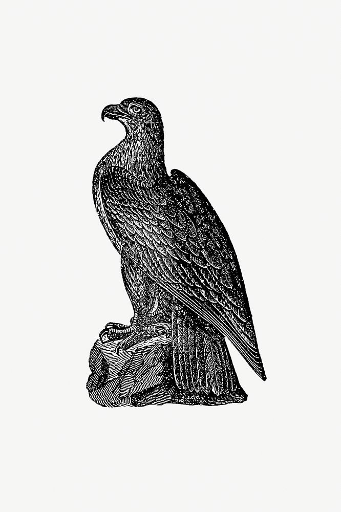 Drawing of a Washington eagle
