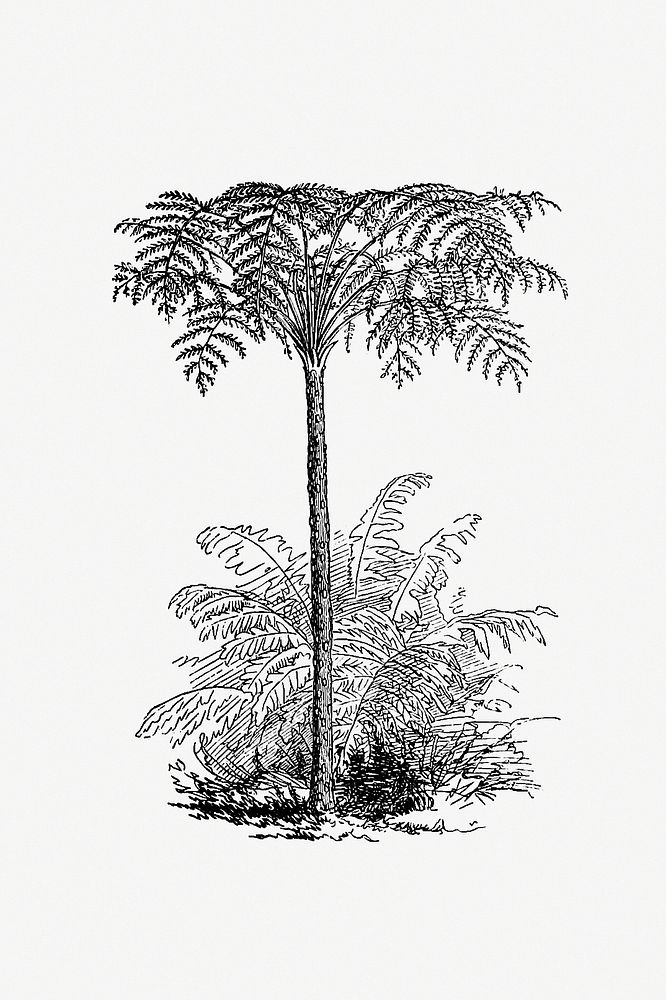 Drawing of a reinforced tree fern