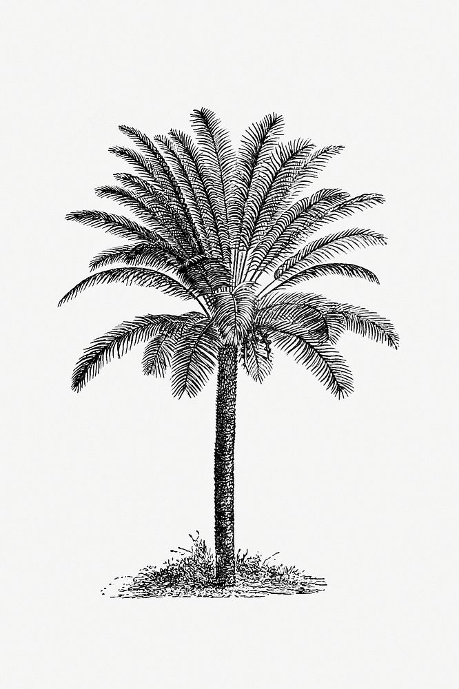 Palm tree from Our Knowledge Of The Earth. General Geography And Area Studies, Edited Under The Expert Assistance Of A.…