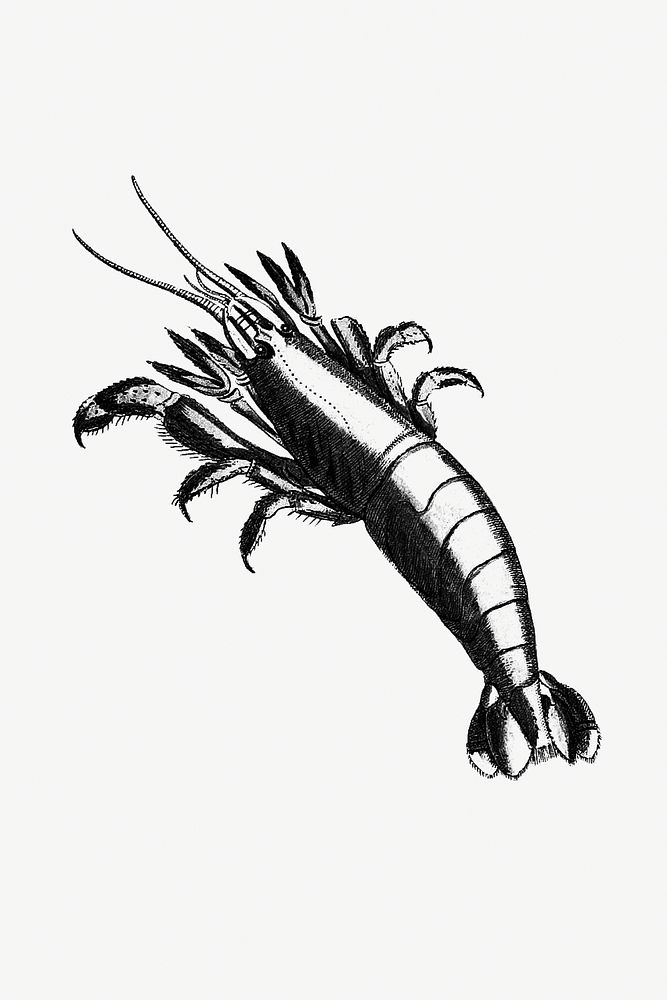 Drawing of a lobster