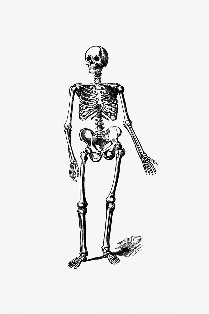 Drawing of a human skeleton