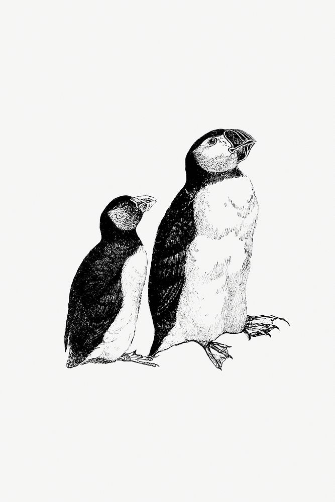 Vintage Victorian style penguin engraving