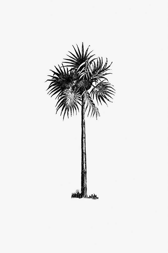 Vintage Victorian style palm tree engraving