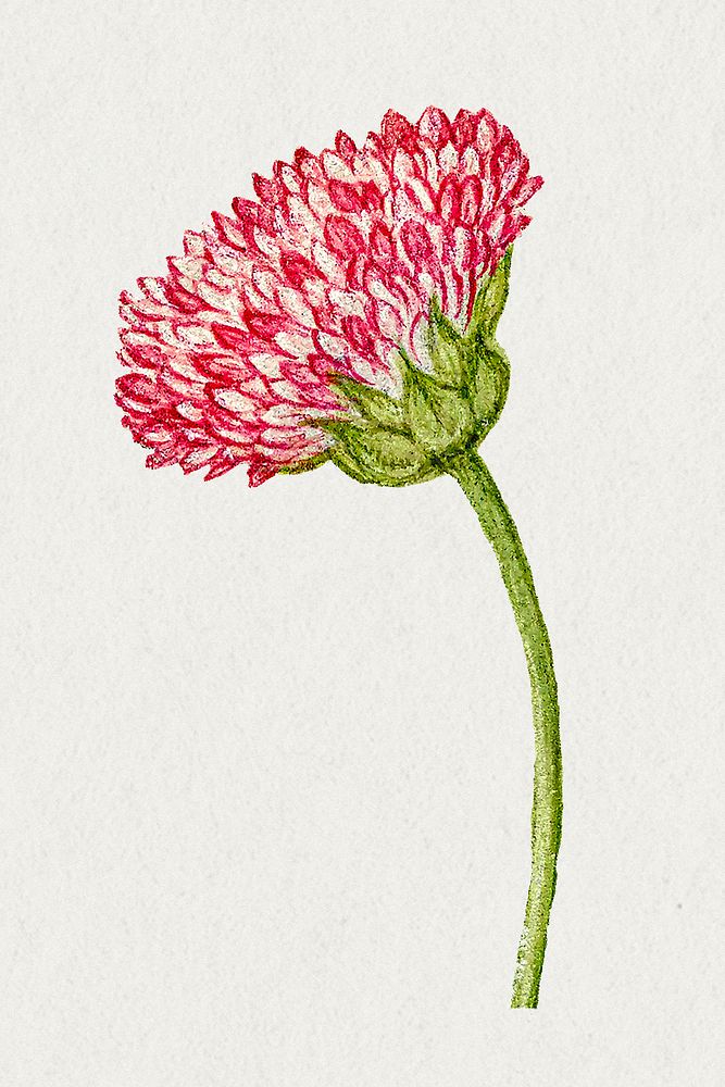 Blooming pink English daisy flower hand drawn illustration