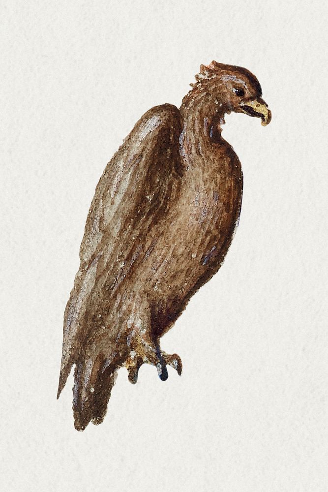 Hand drawn vintage psd vulture bird