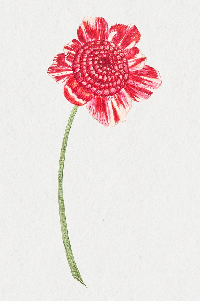 Vintage red flowers illustration, remixed from the 18th-century artworks from the Smithsonian archive.