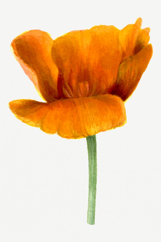 California poppies flower psd botanical illustration