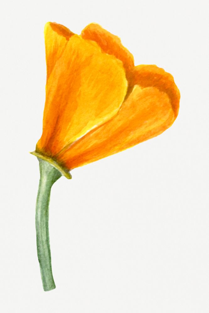 California poppies psd spring flower botanical vintage illustration