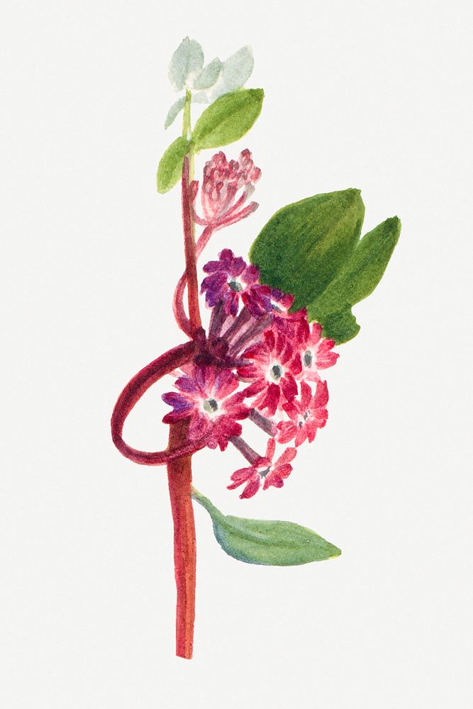 Pink sand verbena flower psd botanical illustration