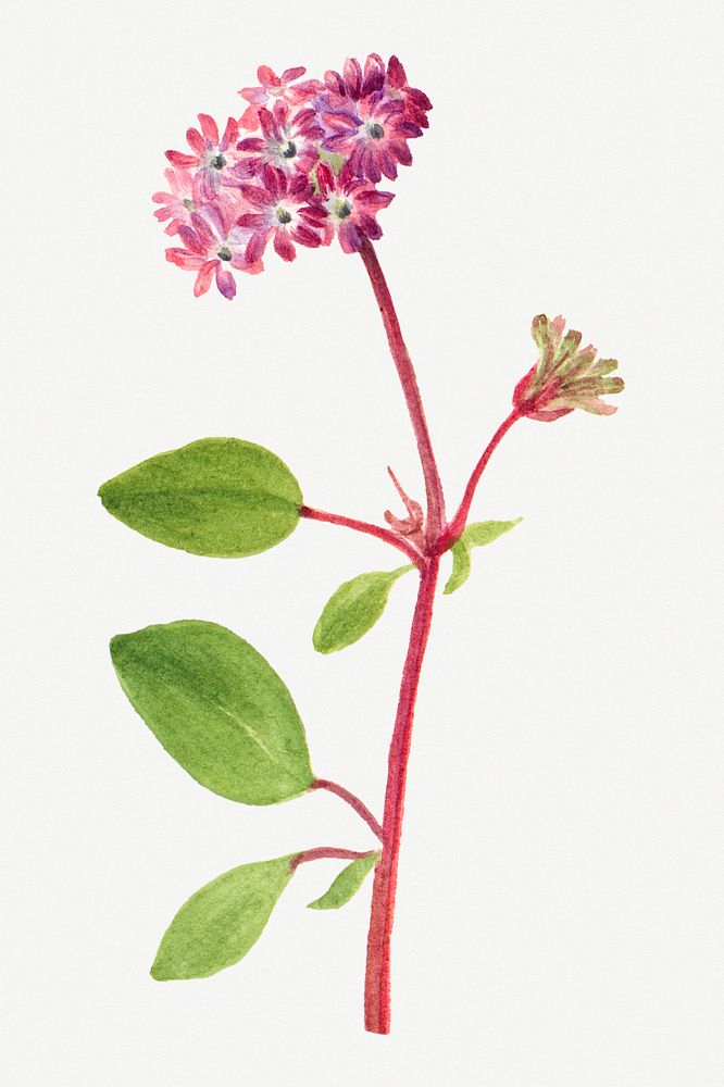 Sand verbena spring flower botanical vintage illustration, remixed from the artworks by Mary Vaux Walcott