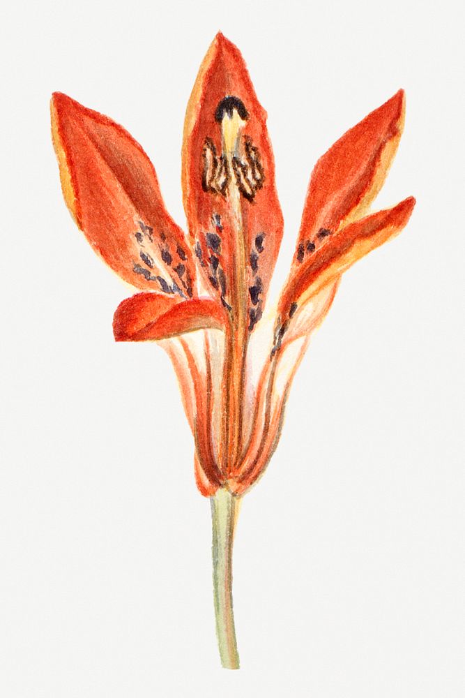 Blooming orange lily hand drawn floral illustration, remixed from the artworks by Mary Vaux Walcott