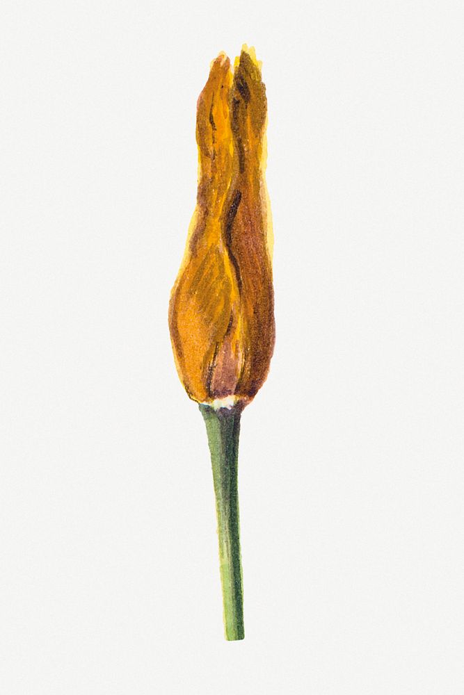 Goldenbowl mariposa flower bud botanical illustration watercolor, remixed from the artworks by Mary Vaux Walcott