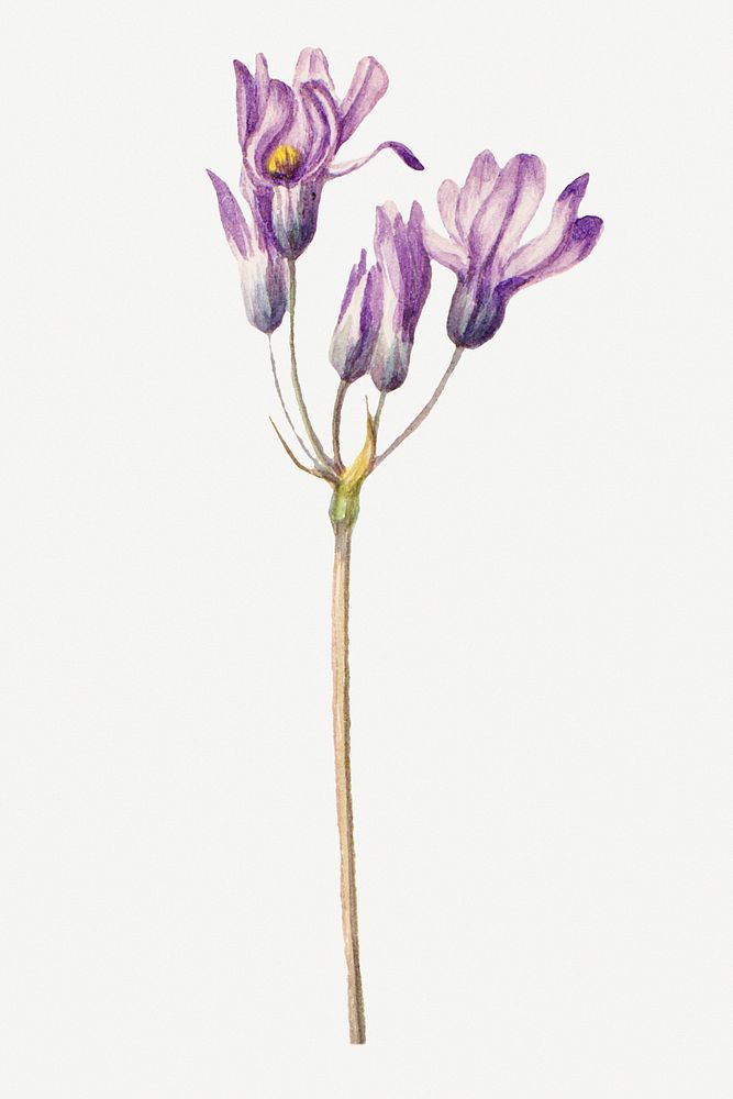 Vintage purple wild hyacinth botanical illustration watercolor, remixed from the artworks by Mary Vaux Walcott