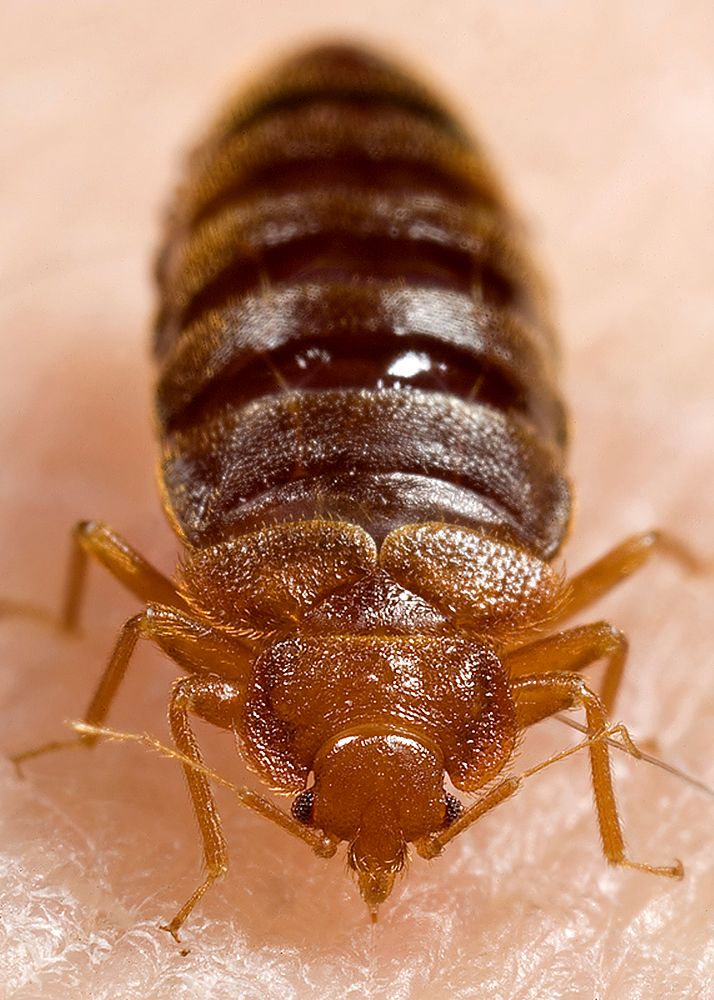 An adult bedbug, Cimex lectularius ingestinging a blood meal. Original image sourced from US Government department: Public…
